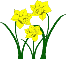 daffodils