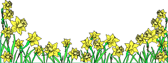 daffodils